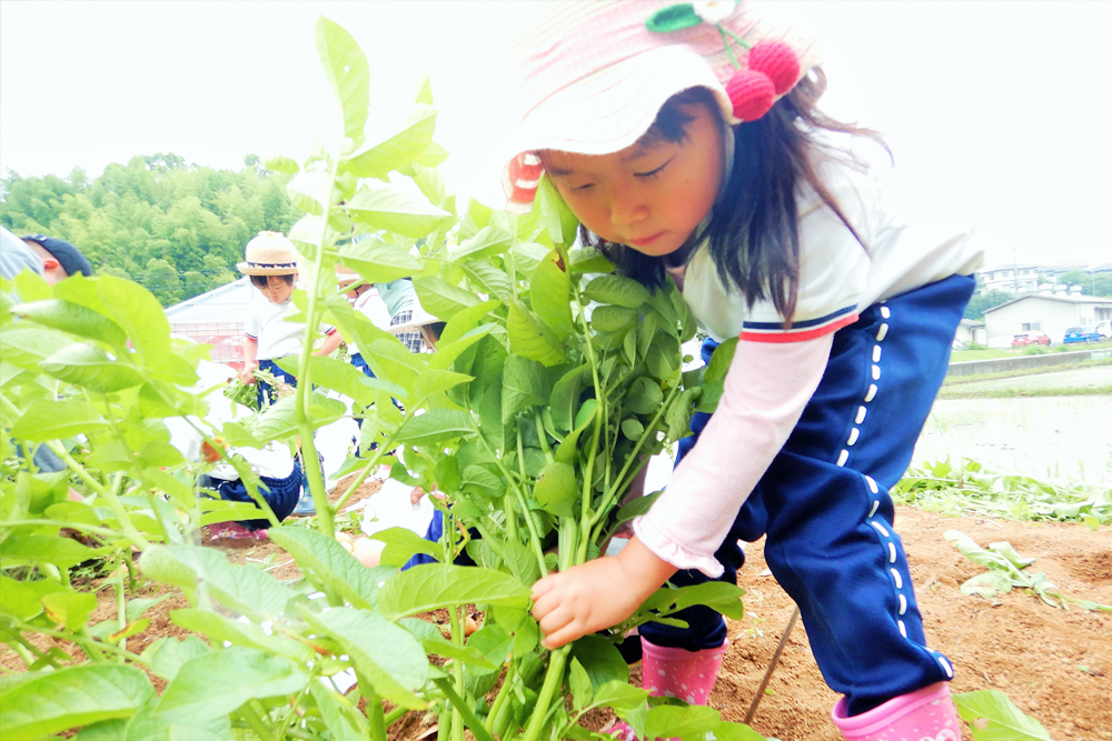 野菜収穫体験